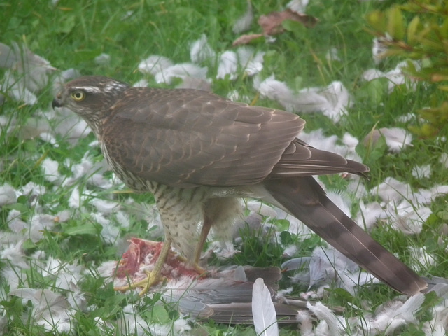 Peregrine falcon tucking in