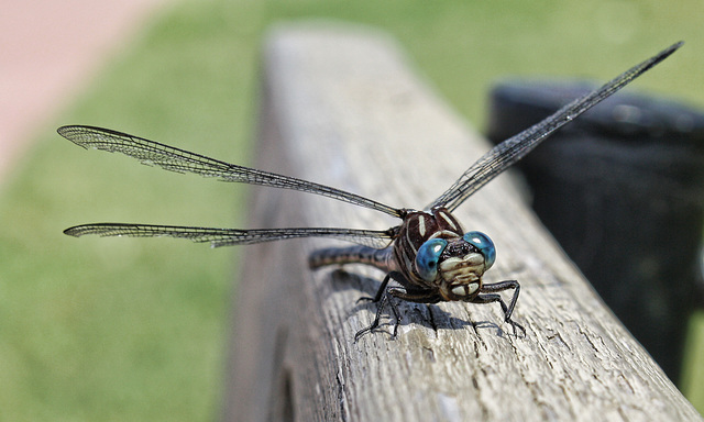 DragonFly; blue eyes