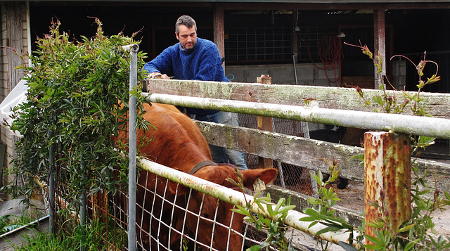 second vaccine for our herd