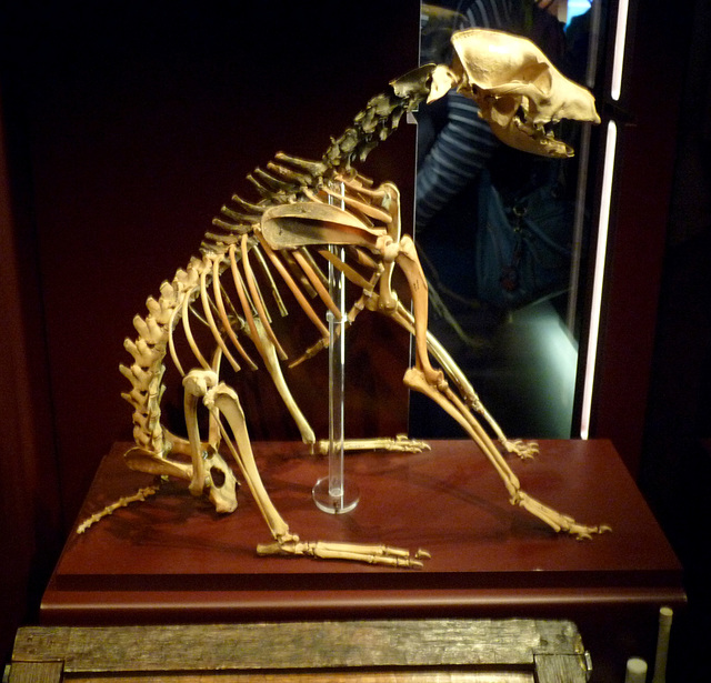 Skeleton of a Dog