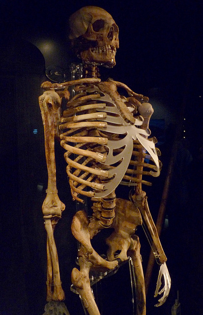 Skeleton of an Archer
