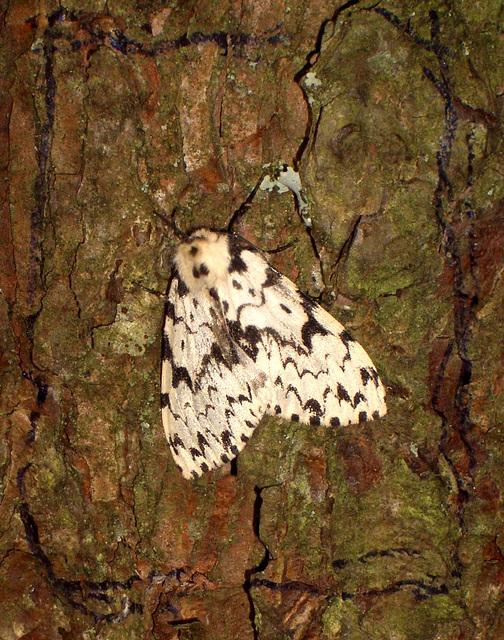 2033 Lymantria monacha (Black Arches) Female