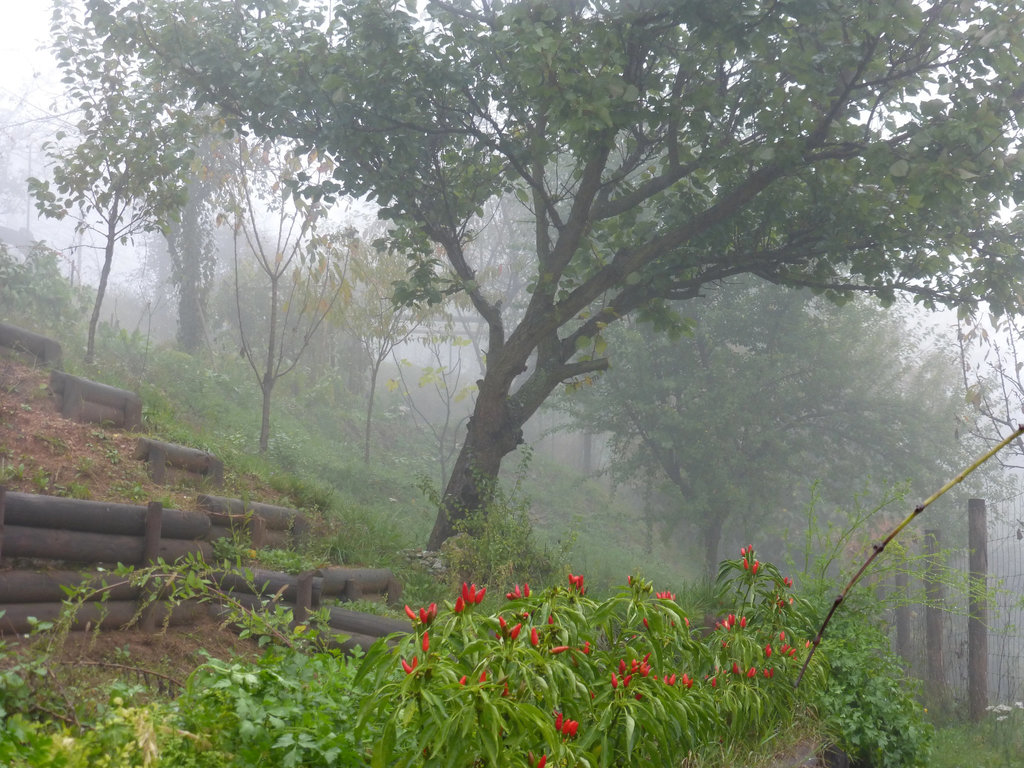 Nebbia nell'orto di Gabriele