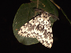 2033 Lymantria monacha (Black Arches) Male