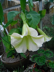 Datura flower in the greenhouse