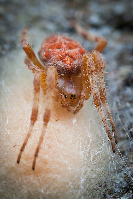 Marbled Orbweaver