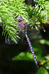 Sedge Darner