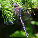 Sedge Darner