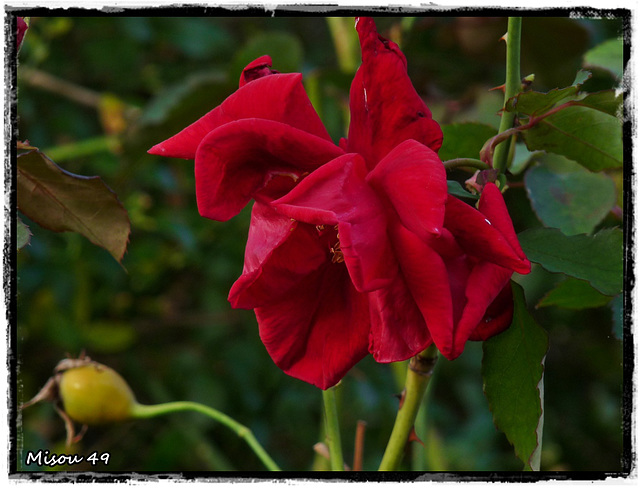 MON JARDIN