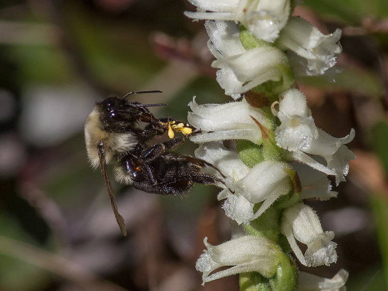 Backing out -- Bombus species (Bumble Bee) pollinating Spiranthes cernua (Nodding Ladies'-tresses orchid)