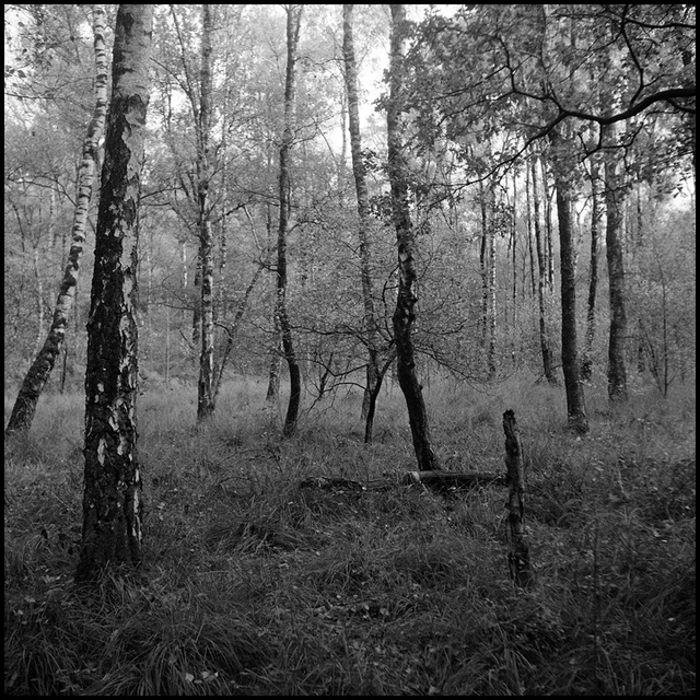 Wald
