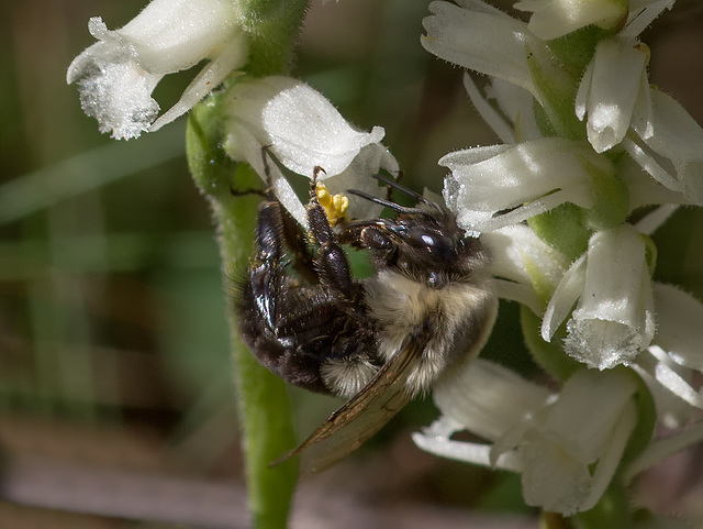 Bombus species (Bumble Bee) pollinating Spiranthes cernua (Nodding Ladies'-tresses orchid)