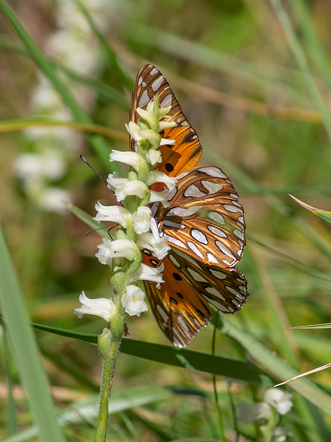 Agraulis vanillae (Gulf Fritillary butterfly) on Spiranthes cernua (Nodding Ladies'-tresses orchid)