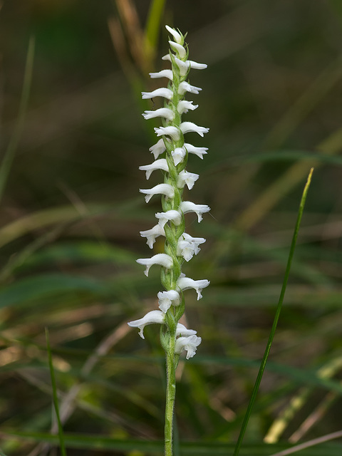 Spiranthes cernua (Nodding Ladies'-tresses orchid)