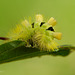 Pale Tussock Moth Caterpillar (Calliteara pudibunda)