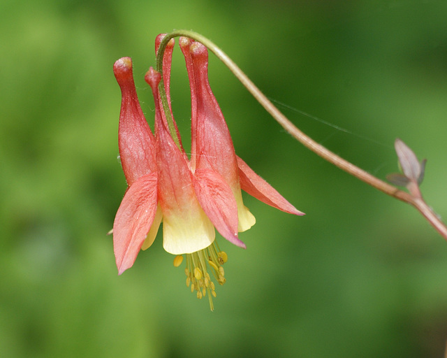 ancolie du canada/wild columbine