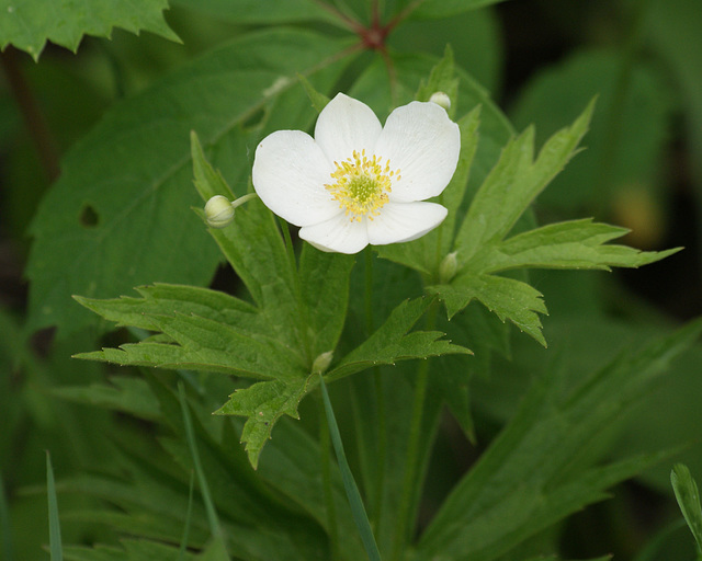 anémone du canada/canadian anemone