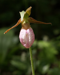 cypripède acaule/pink lady's slipper