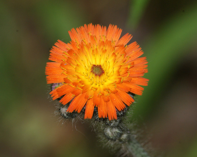 epervière orangée/orange hawkweed