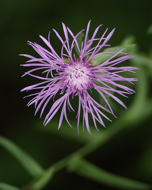 centaurée/knapweed