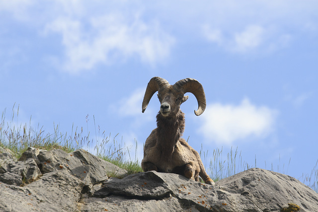 Bighorn Ram