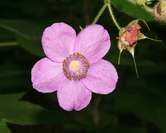 ronce odorante/purple-flowering rasberry