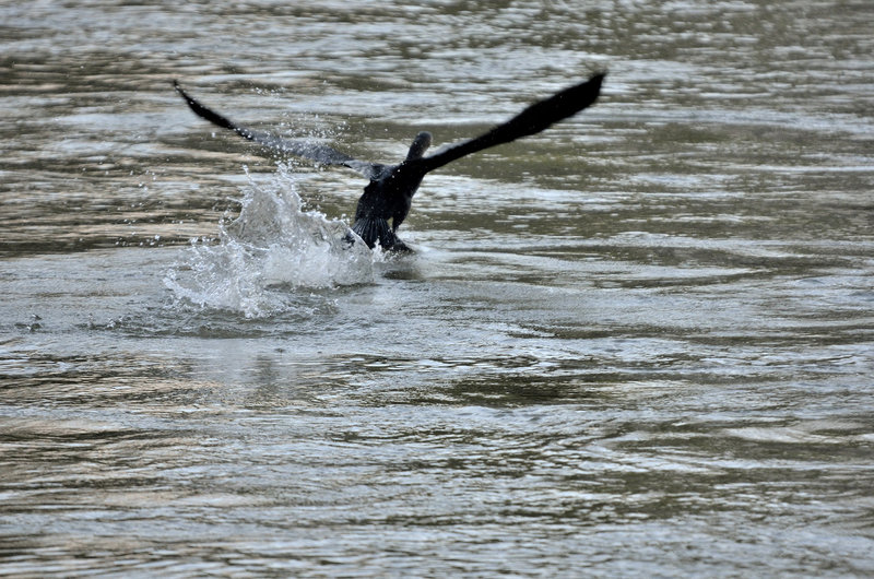 BESANCON:  Un grand cormoran, ou cormoran commun (Phalacrocorax carbo) -02.