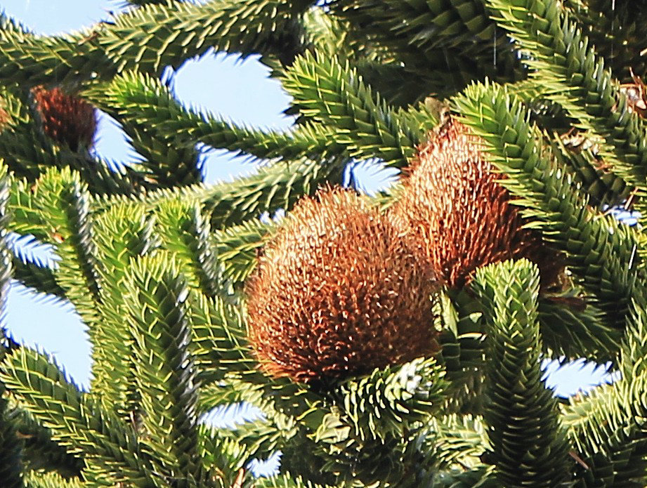 Früchte der "Chilenischen Araukarie".