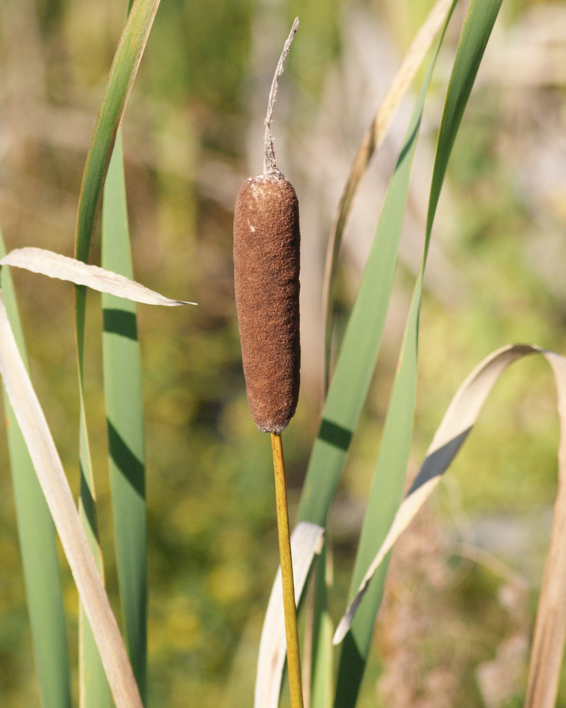 quenouille/cattail