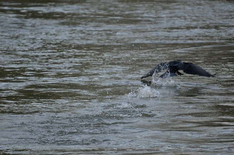 BESANCON:  Un grand cormoran, ou cormoran commun (Phalacrocorax carbo) -03.