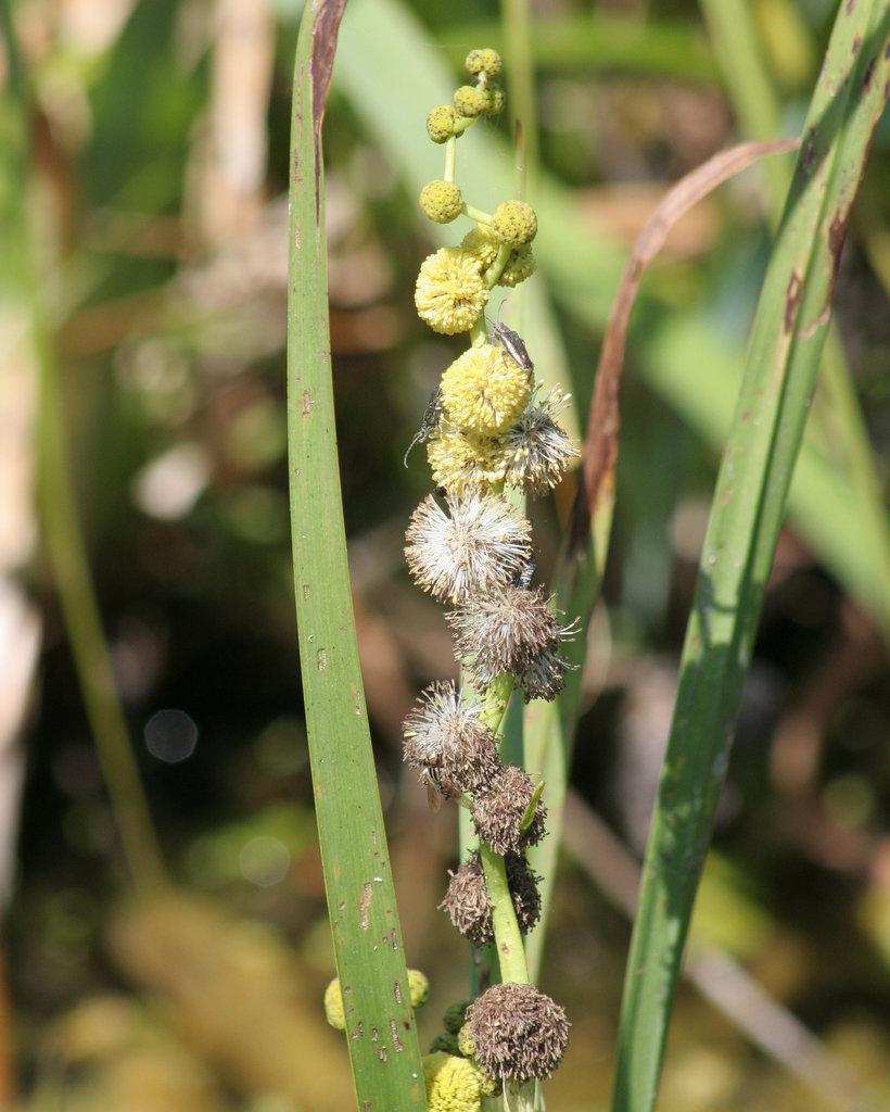 rubanier/bur-reed