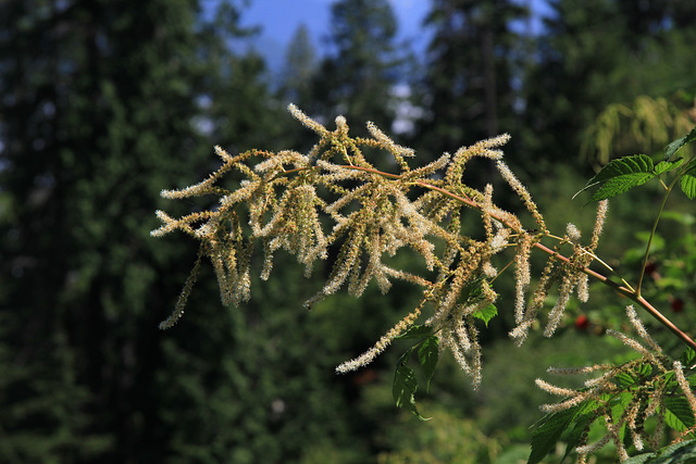 Goatsbeard