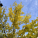 Gingko