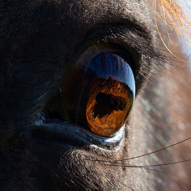 Eye of Equus