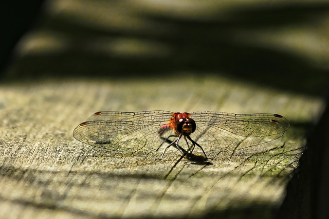 dragonfly