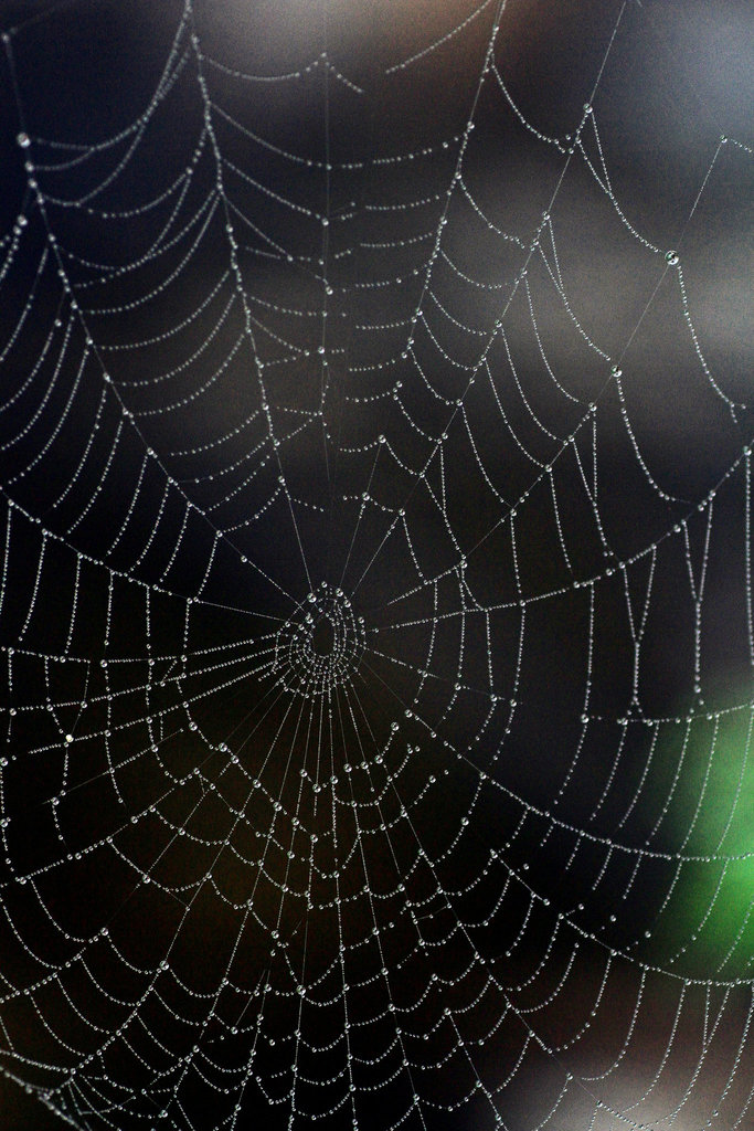 Spider Web