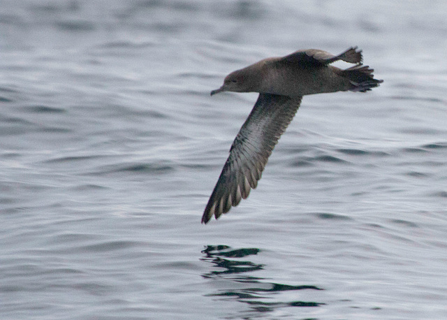 Sooty Shearwater