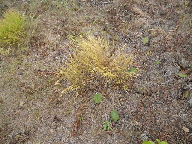 Autumn grass