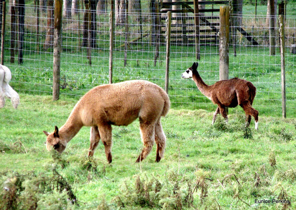 Alpaca