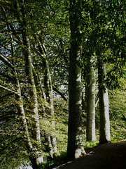 A Walk in the Woods near Tongland