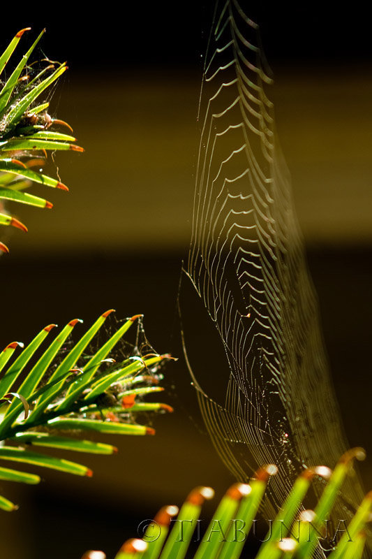 The web on the Wollemi