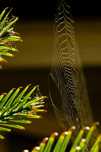 The web on the Wollemi