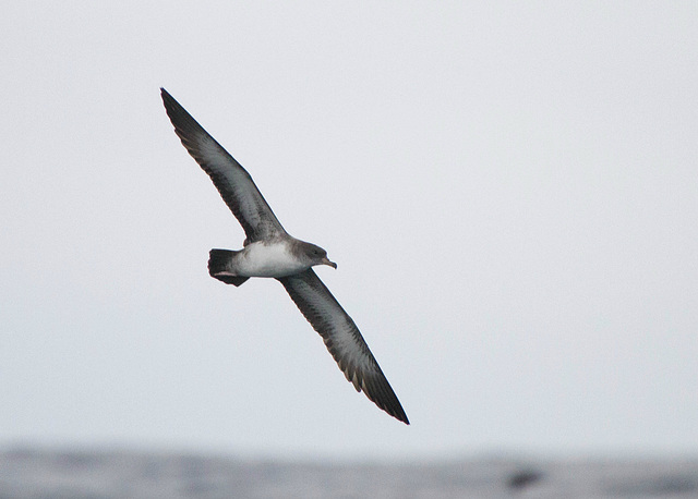 Pink-Footed Shearwater