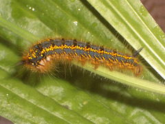 1640 Euthrix potatoria (Drinker Moth)