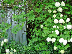 Hiding the shed.