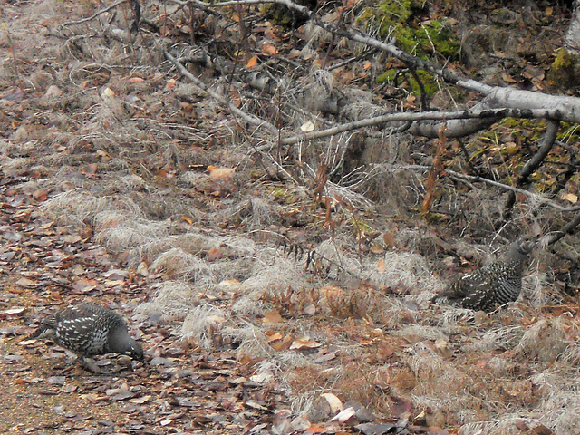 Two grouse agrousing