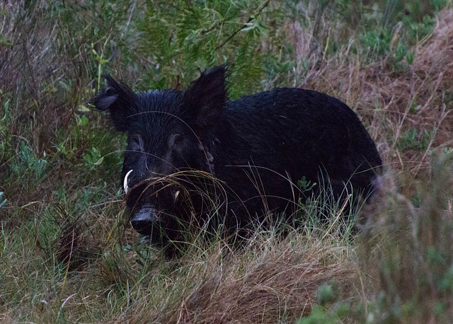 Wild Hog