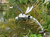 Hillier Gardens (3) - 7 October 2013
