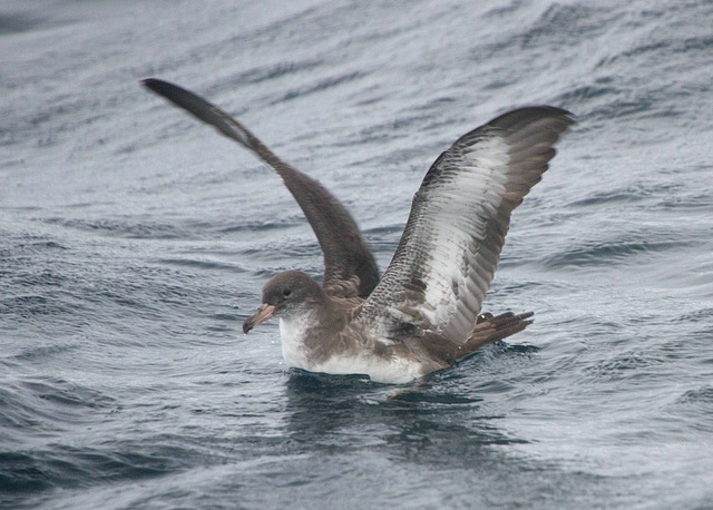 Pink-Footed Shearwater