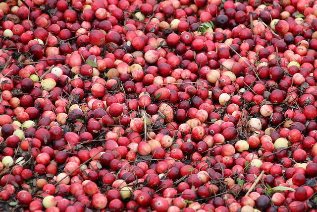 Floating cranberries in the bog